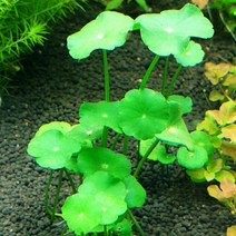 키우기 쉬운 워터 머쉬룸, 15개