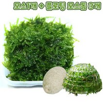 무결점 미니삼각 모스+플로팅 모스돔 3개 세트.미미네아쿠아