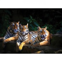 2000피스퍼즐 용감한 호랑이 형제 퍼즐코리아