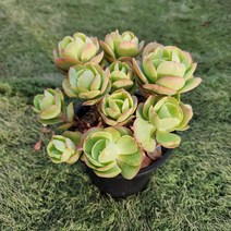 다육세상 다육이 둥근잎비취후리데