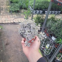 10~25cm 27 반려식물 바위솔 울릉도바위솔 연화바위솔, 1개