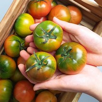 산지직송 프리미엄 부산 대저 고당도 짭짤이 토마토 2S-S M-L, 대저 짭짤이 토마토 2.5kg 2S-S