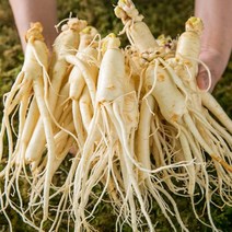 산지직송 세척인삼 난발삼 원수삼 300g 700g 10~20뿌리내외, 2-1) 세척 난발삼-중(300g)