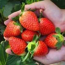 딸기700g 구매 관련 사이트 모음