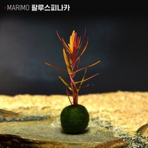 헬로아쿠아 모음)심쿵 수초아이템 160종 쉬운수초 어항장식 열대어 어항꾸미기 수족관꾸미기, 100번) 마리모 수초 팔루스피나카