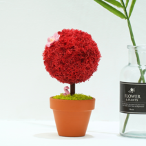 공기정화식물 스칸디아모스 나무 화분 반려식물 집들이선물 개업선물, 1개레드