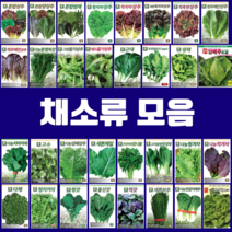 채소 씨앗 엽채류 모음 궁채나물 모듬 상추 쌈채 양상추 치커리 청경채 갓 케일 텃밭, 5.청치마