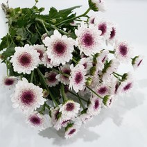 소국 (국화) - 아르거스 / 고속터미널꽃시장 꽃도매 서리풀플라워