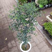 [성심꽃농원] 재입고-올리브나무_대품 외목대_630, 1개