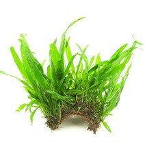 [피알피쉬](활착부상음성수초) 미크로소리움 4잎, 단일속성