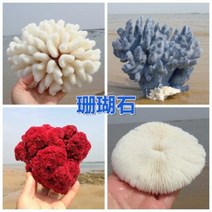 철갑상어키우기 구피암컷 베타암컷 천연 산호 화초 돌패각 소라껍데기 조경 가구 장식, 26 갈색