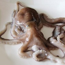 국내산 생물 낙지7미, 단품