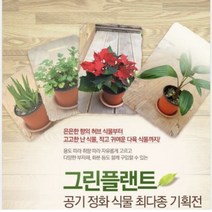그린플랜트 다육식물 미니 흑법사
