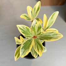 가꾸다 무늬후피향나무 꽃향이 좋고 잎색상이 이쁜, 1개