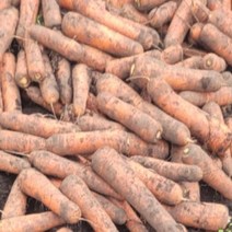 제주 흙 당근 제주도 햇 구좌 쥬스용 못난이, 흙당근 5kg(쥬스용=못난이)