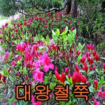 대왕철쭉(핫핑크)40cm 5그루 나무 묘목 철쭉나무