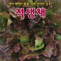 신 적생채 상추 씨앗 300립 쌈 야채 베이비 채소 샐러드 종자 연중 재배 저장성 텃밭 농사 베란다