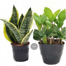 트리앤 1+1 산세베리아 수퍼바 금전수 돈나무 문샤인 선인장 다육이 분갈이흙 상토흙 식물영양제 미세먼지제거 공기정화식물, 04. 1+1 수퍼바+금전수20c 1개