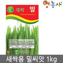 새싹밀씨앗1kg 밀씨앗 씨앗 재래종 학습재배용 밀씨, 단품