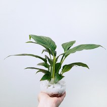 꽃파는농부 - 집에서 쉽고 재밌게 해볼 수 있는 공기정화 수경재배 DIY 키트, 스파트필름