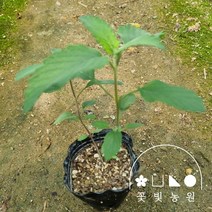 층꽃나무 3치포트 숙근 다년생 노지월동 야생화 보라색꽃, 1개