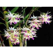 자정설 석곡 덴드로비움 아메시스토글로썸 필리핀 원종 Den. amethystoglossum, 01. 2-3촉(꽃없음/화분 미포함)