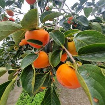 착한가격 나무생각 / 감나무 / 대봉 / R3 / 결실주, 주