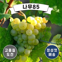 (나무85) 청포도(샤인머스켓) 지주목 포트