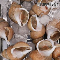 [어부의정성] 백고동 (소) 1kg(25-40미), 생물, 생물