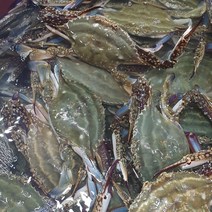 [요리하는남자들] 서해안 태안 신진도 가을 활 꽃게 수꽃게 숫꽃게, 빙장숫꽃게, 1개, 3kg