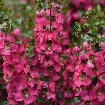 안젤로니아 세레니타 모든컬러(꽃씨앗 종자/ 10립)Angelonia Serenita, 로즈