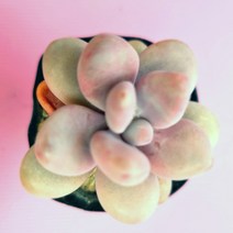 아메치스 키우기 쉬운 물이들면 예뻐지는 다육식물425 랜덤발송, 단품