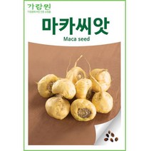 노랑 마카 씨앗 약초 종자 약용 씨 maca seed 100알, 1개