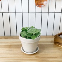 1+1 장미허브 키친허브 화분 세트 타임 바질 베란다 텃밭 허브 키우기, H12.장미허브, H10.페파민트