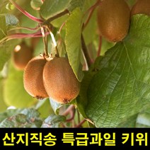 고씨네 산지직송 그린키위5kg 키위 골드키위 레드키위, 단품