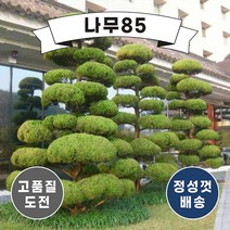(나무85) 가이즈까향나무 1.2m 내외분