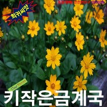 (희귀씨앗) 노지월동 키작은금계국 15립