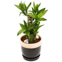 아침향기 공기정화식물 도토리화분 40종, 연화죽, 도토리 그레이