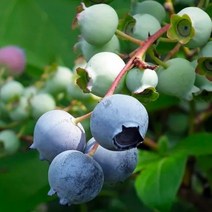 블루베리 결실주 (택배비별도 / 미스티 (Misty) 아파트 베란다용 또는 온실용 / 안토시아닌 듬뿍 FT306