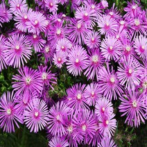 지엘파크 송엽국50포트 모종 사철채송화 돌틈 바위틈 더위추위에 강함, 1개