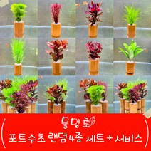 [물멍초] 기분 좋은 물멍을 위한 포트 수초 랜덤 4종 세트 + 서비스