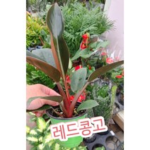레드콩고/흔치않은 열대식물 콩고