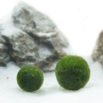 바보사랑 일본 미니 마리모 1~1.5cm (중) / 마리모키우기 .미미네아쿠아, 상세 설명 참조