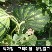 수박 7kg 과일 과일세트 망고수박 고창수박 당도 429590EA, 1, 본상품선택