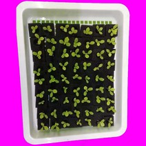 수경 화분 재배 스펀지 스타터 원예 부자재 키트 매쉬 포트 100pcs/sheet 정원 재배 공장 흰색 스폰지 무, 한개옵션0
