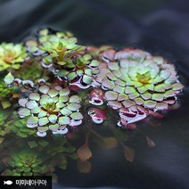 루드위지아 세디올데스 2줄기 (부상수초 수생식물).미미네아쿠아