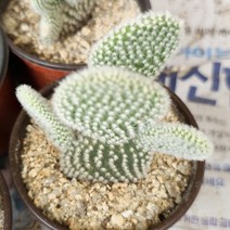 만세 선인장 핑크 그린 귀여운 아프리카 다육식물81-15, 단품, 1개