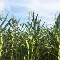 [특가]옥수수씨앗 찰옥수수 씨앗 식물 종자 열매 30g, 상세페이지 참조