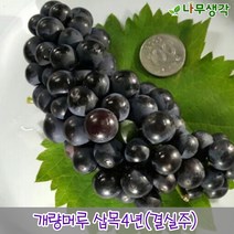 착한가격나무생각 개량머루나무*삽목3년*(결실주)