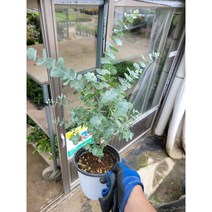 블랙잭 유칼립투스 중품 30~60cm 99